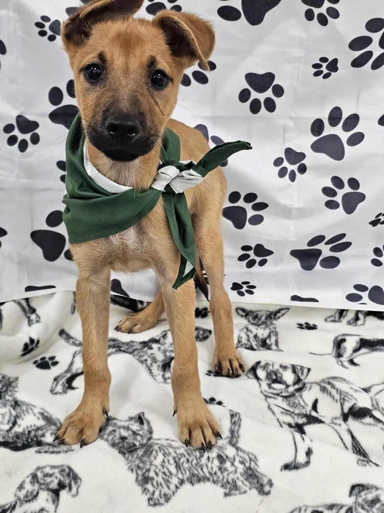 Enlarge Danny, a Adoptable mixed breed in Waterloo, IN image 2/4