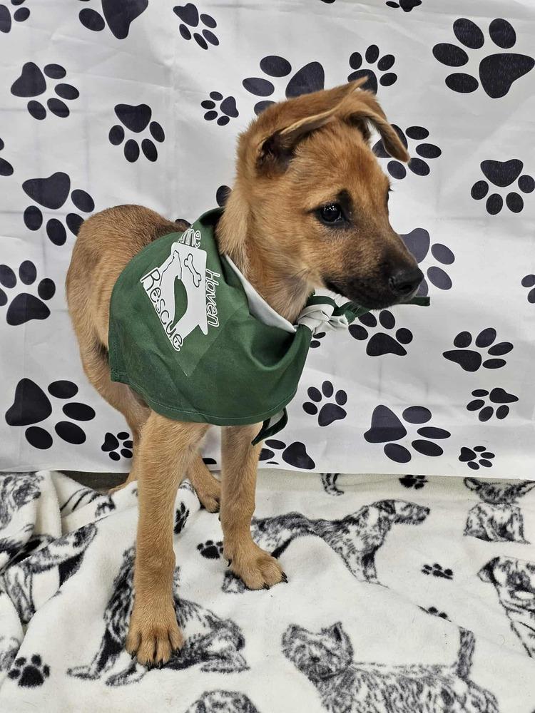 Enlarge Danny, a Adoptable mixed breed in Waterloo, IN image 4/4