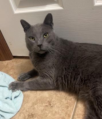 Enlarge Butter, a Adopted Domestic Short Hair in Coralville, IA image 1/1