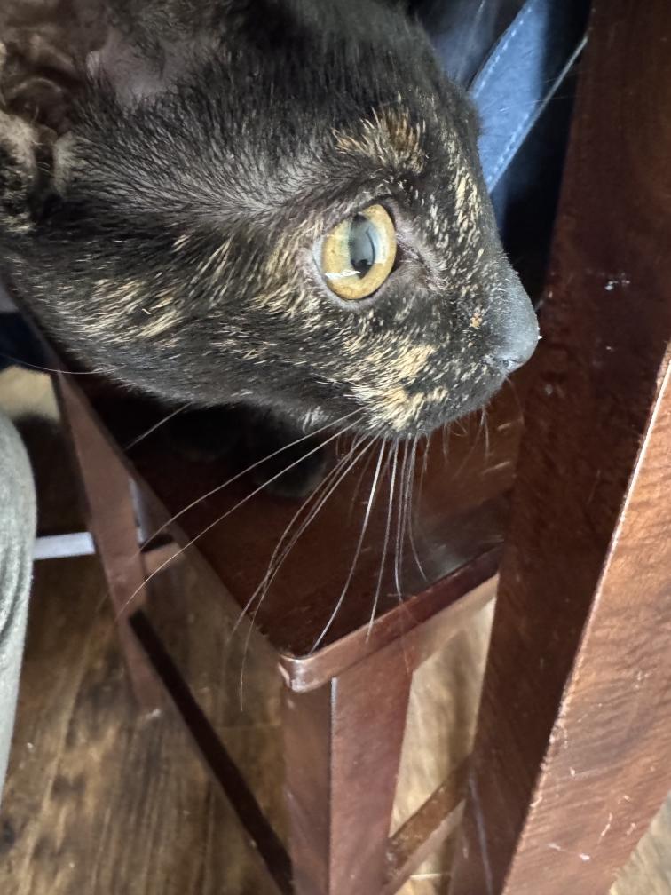 Enlarge Croissant, a ADOPTABLE Tortoiseshell in Nashville, TN image 2/3