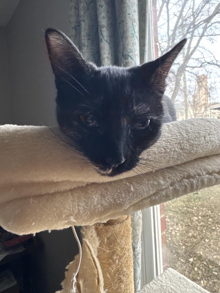 Enlarge Croissant, a ADOPTABLE Tortoiseshell in Nashville, TN image 3/3