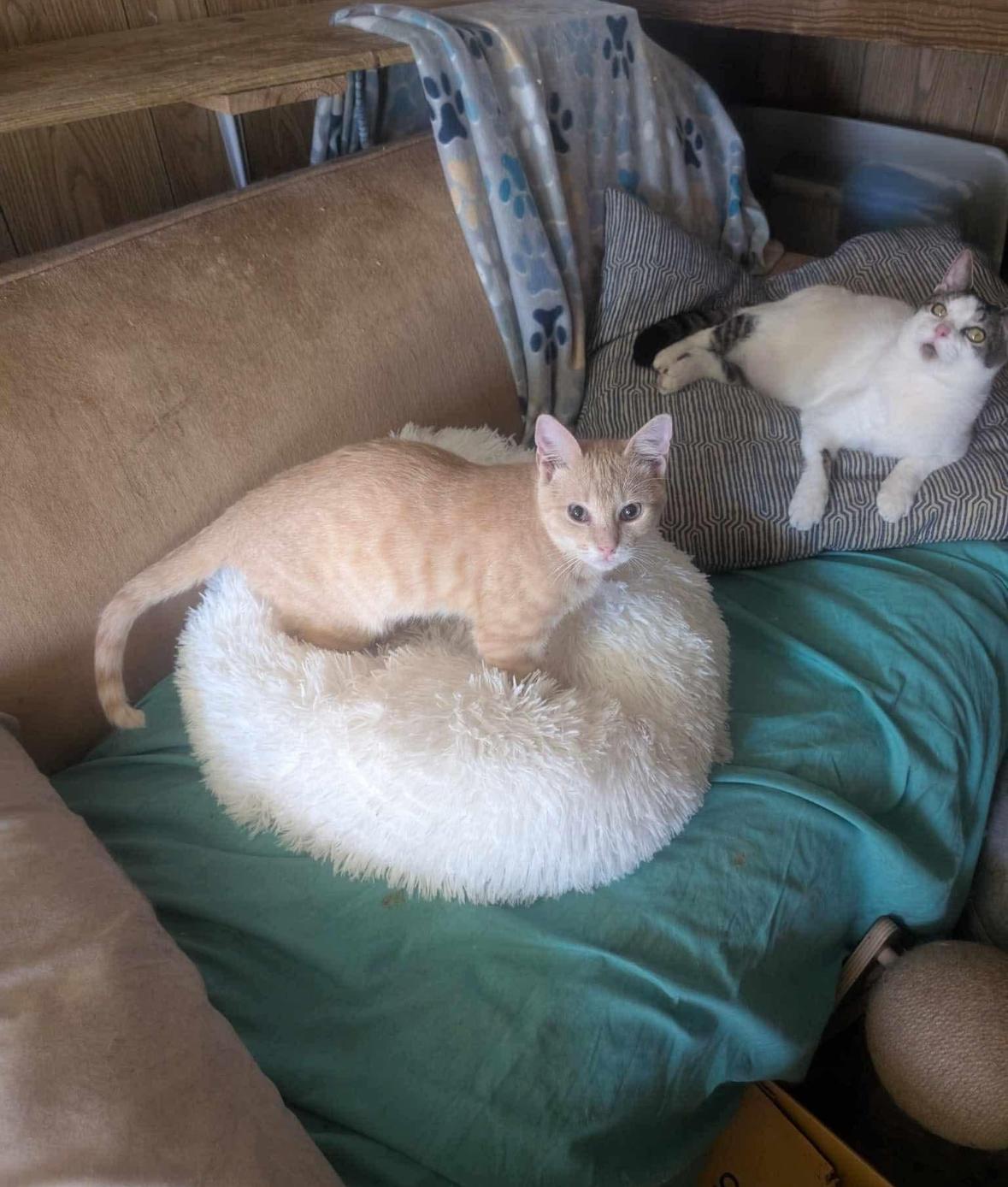 Bernie, a Adoptable American Shorthair in Spring, TX image 2/3