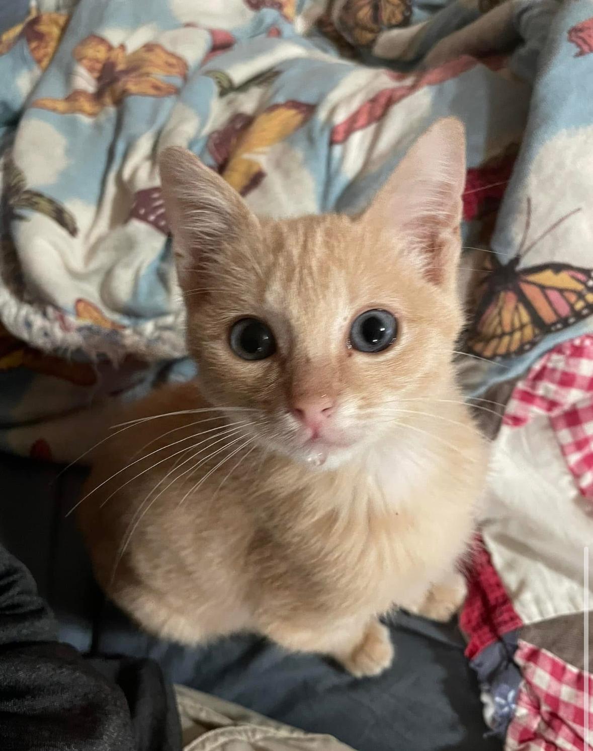 Bernie, a Adoptable American Shorthair in Spring, TX image 3/3