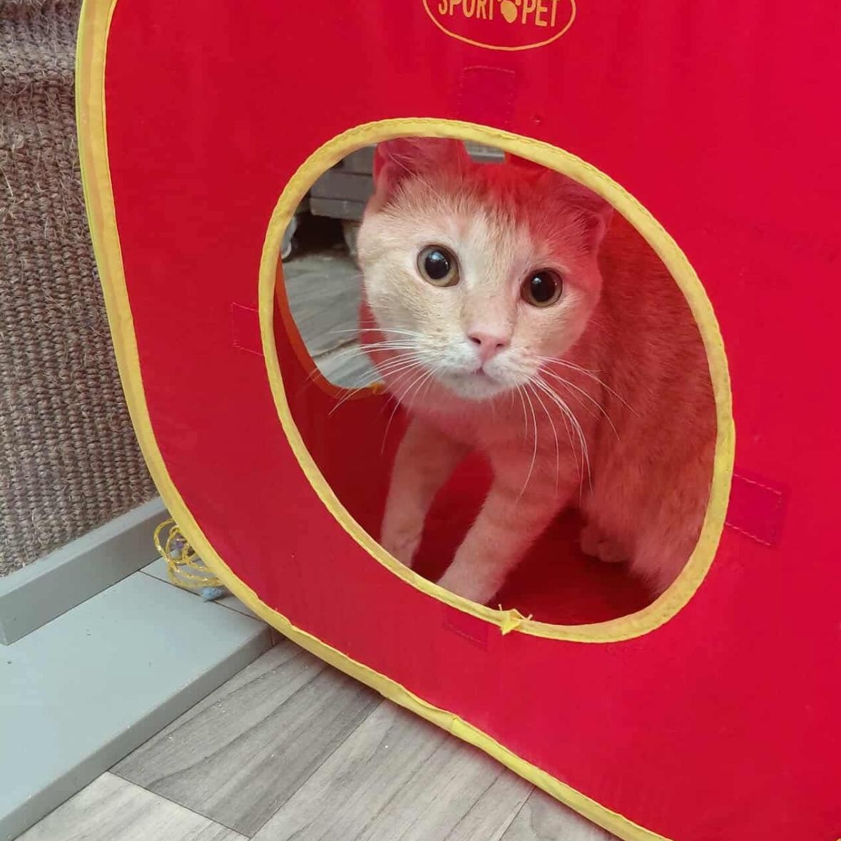 Bernie, a Adoptable American Shorthair in Spring, TX image 1/3