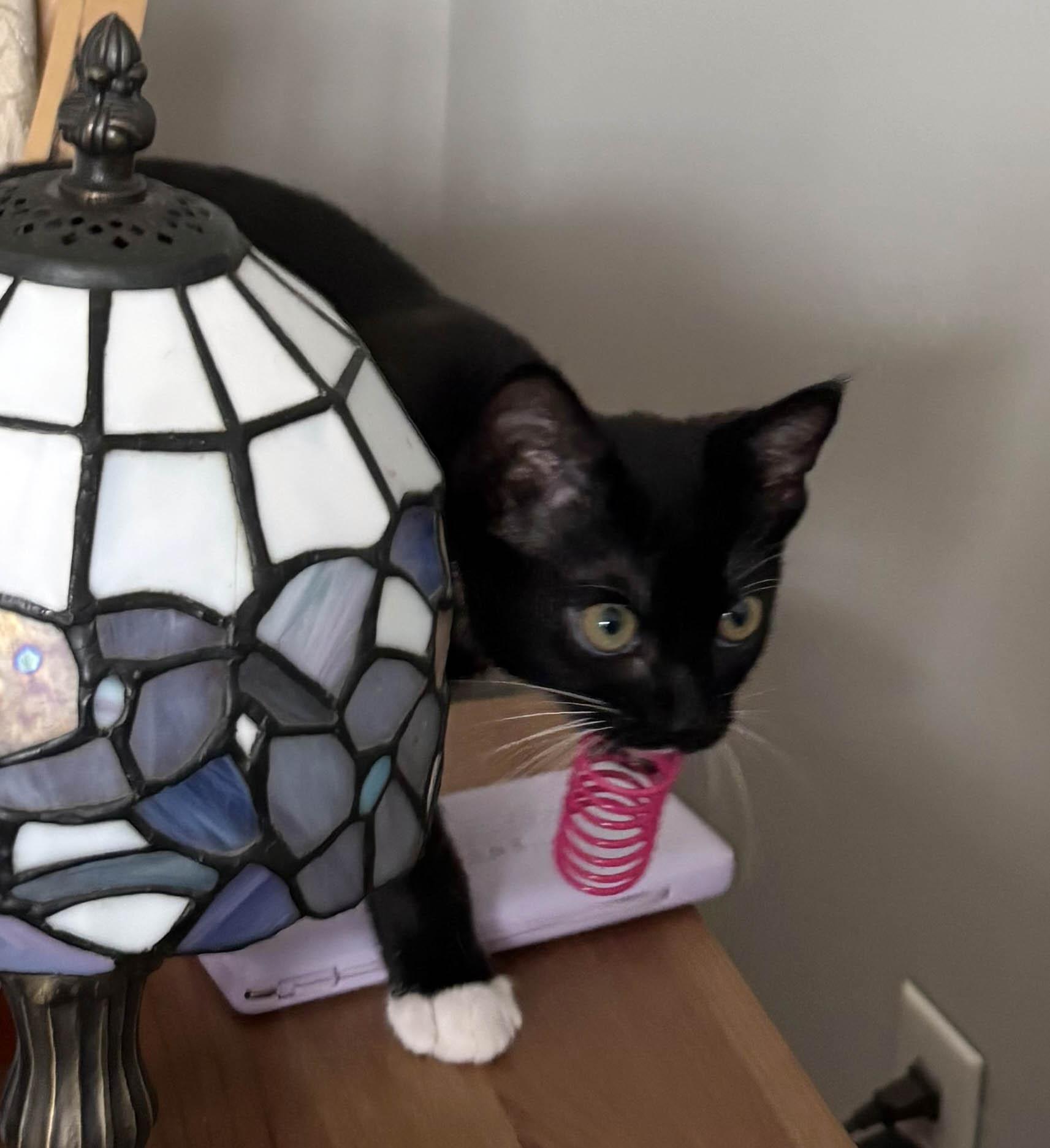 Piper, Baby Female Domestic Short Hair
