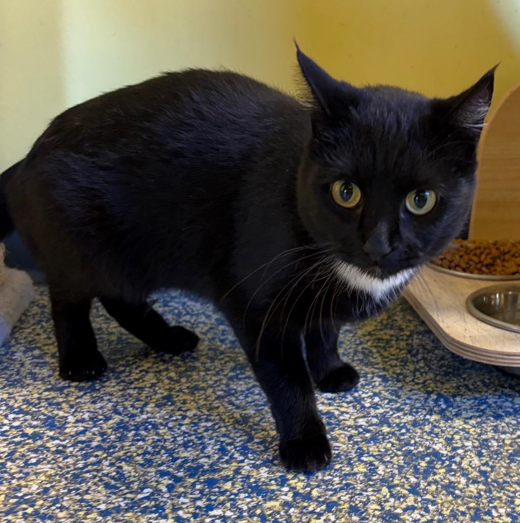 Suzy Q, Adoptable, Kitten Female Domestic Short Hair.