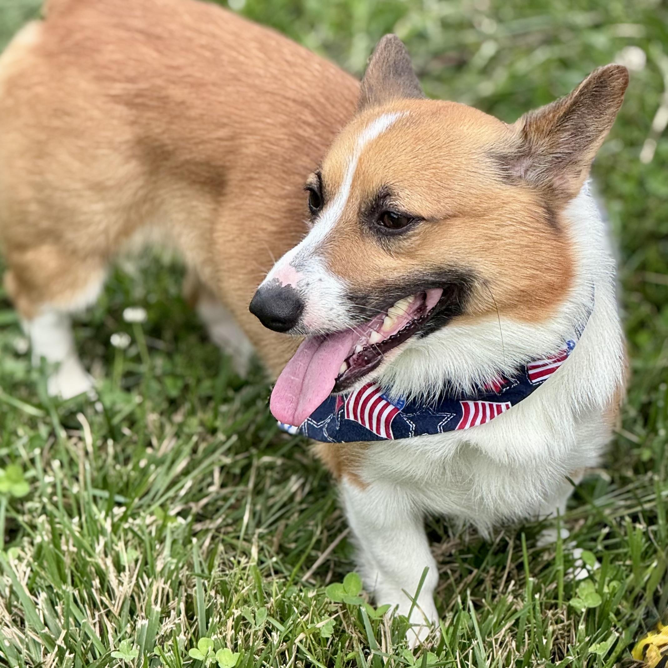 CASH, a ADOPTABLE Corgi in Wilmington, OH image 2/5