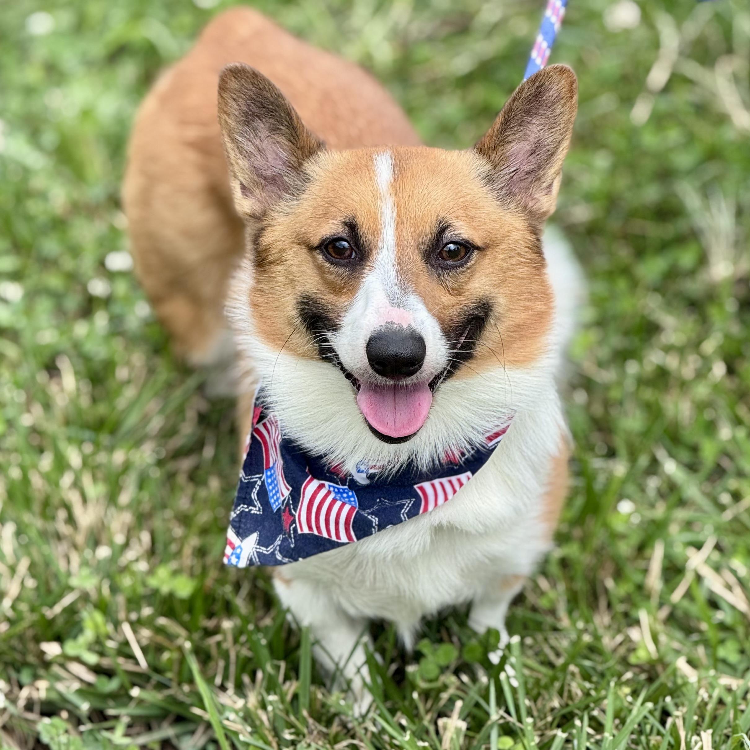 CASH, ADOPTABLE, Adult Male Corgi.