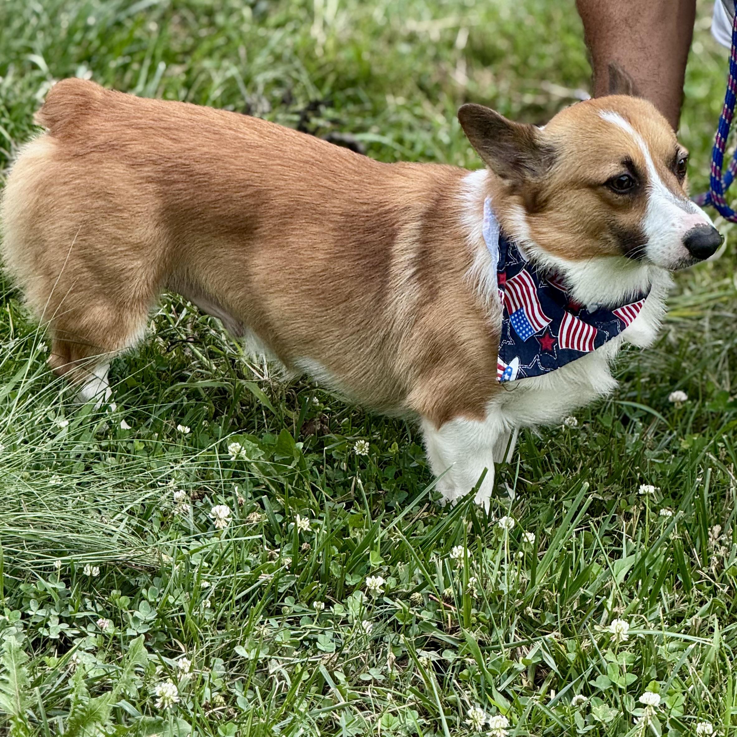 CASH, a ADOPTABLE Corgi in Wilmington, OH image 3/5