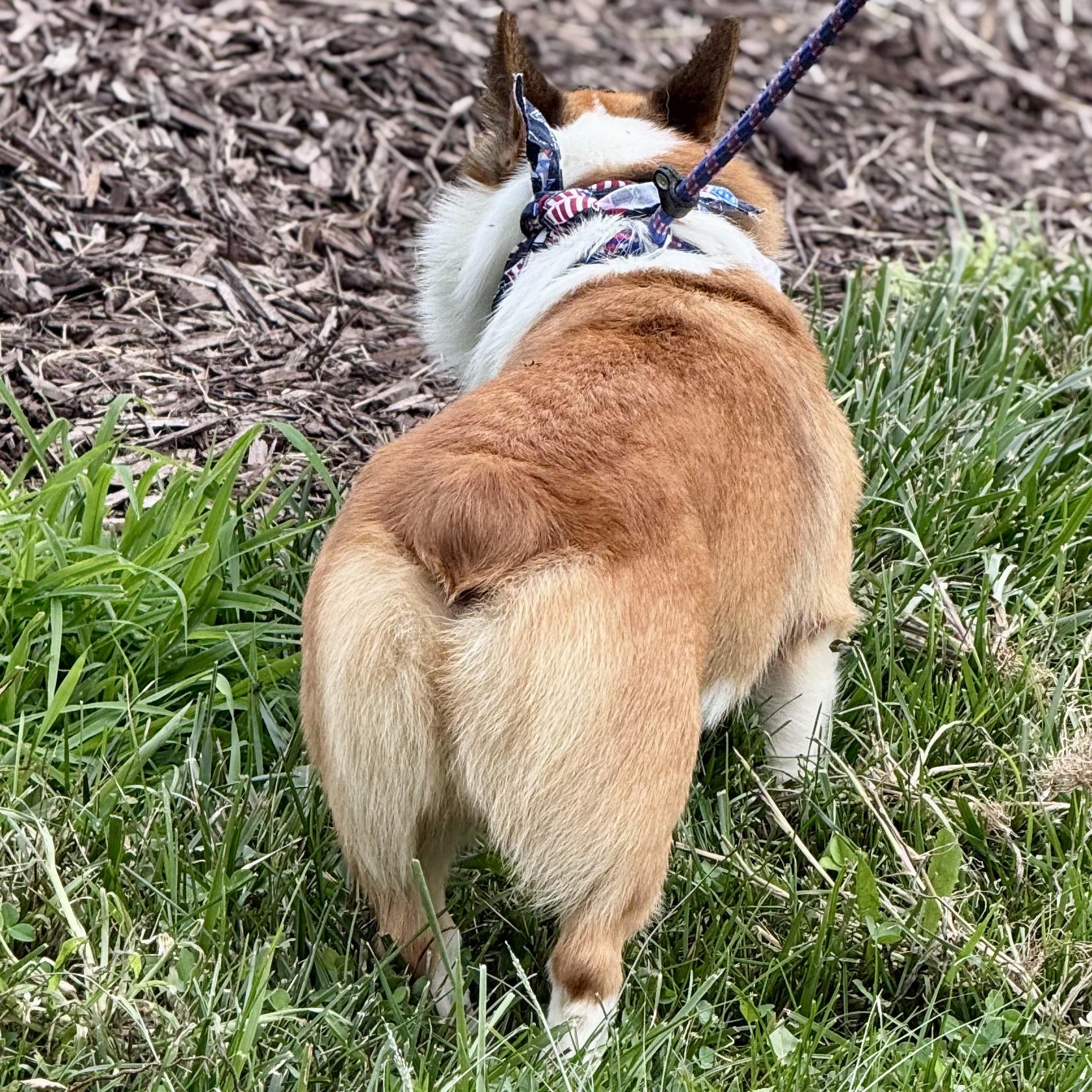 CASH, a ADOPTABLE Corgi in Wilmington, OH image 5/5