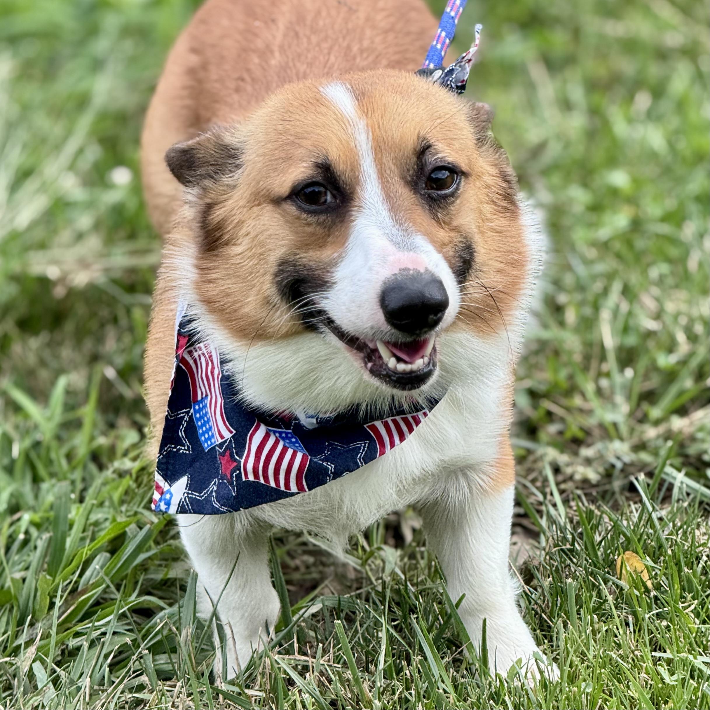 CASH, a ADOPTABLE Corgi in Wilmington, OH image 4/5