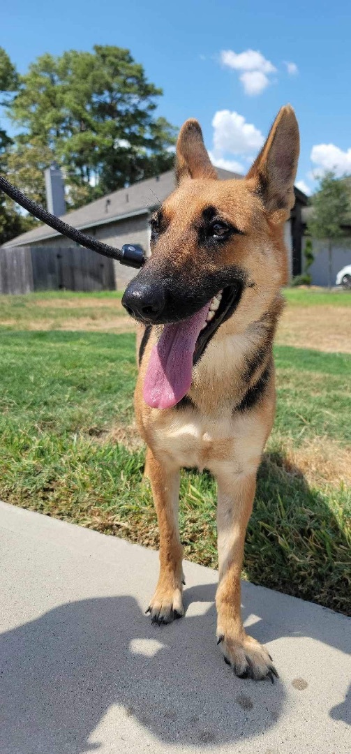 Enlarge Princess , a Adoptable mixed breed in Rocky Hill , CT image 3/6