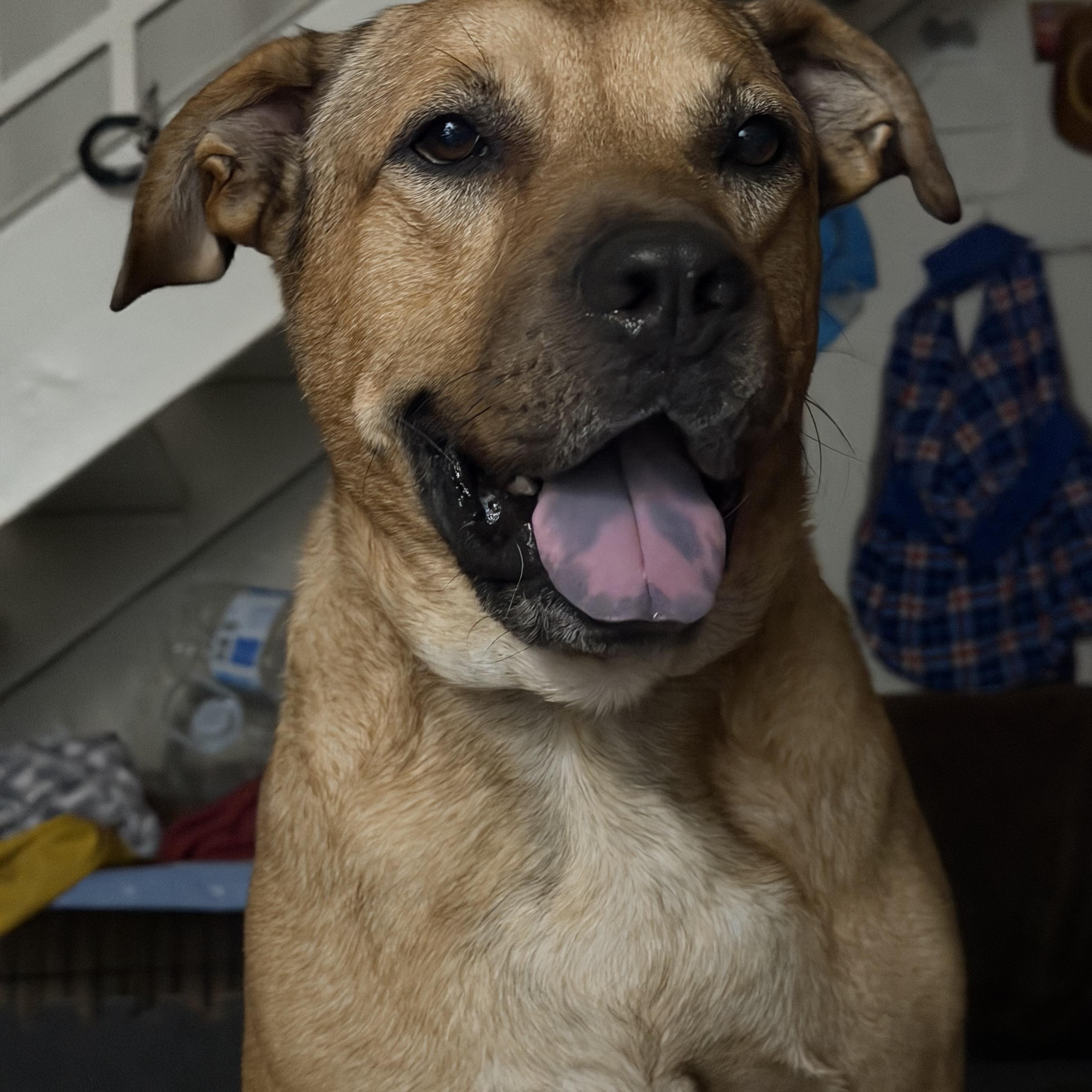 Enlarge Percy , a ADOPTABLE mixed breed in Benbrook, TX image 4/5
