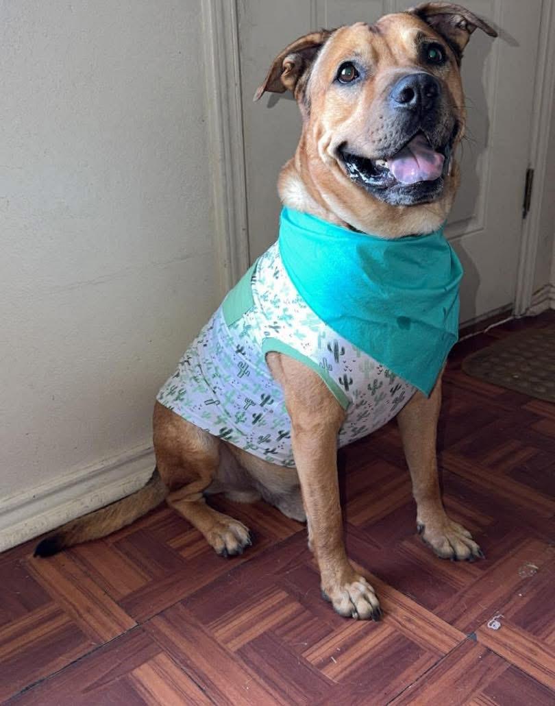Enlarge Percy , a ADOPTABLE mixed breed in Benbrook, TX image 2/5