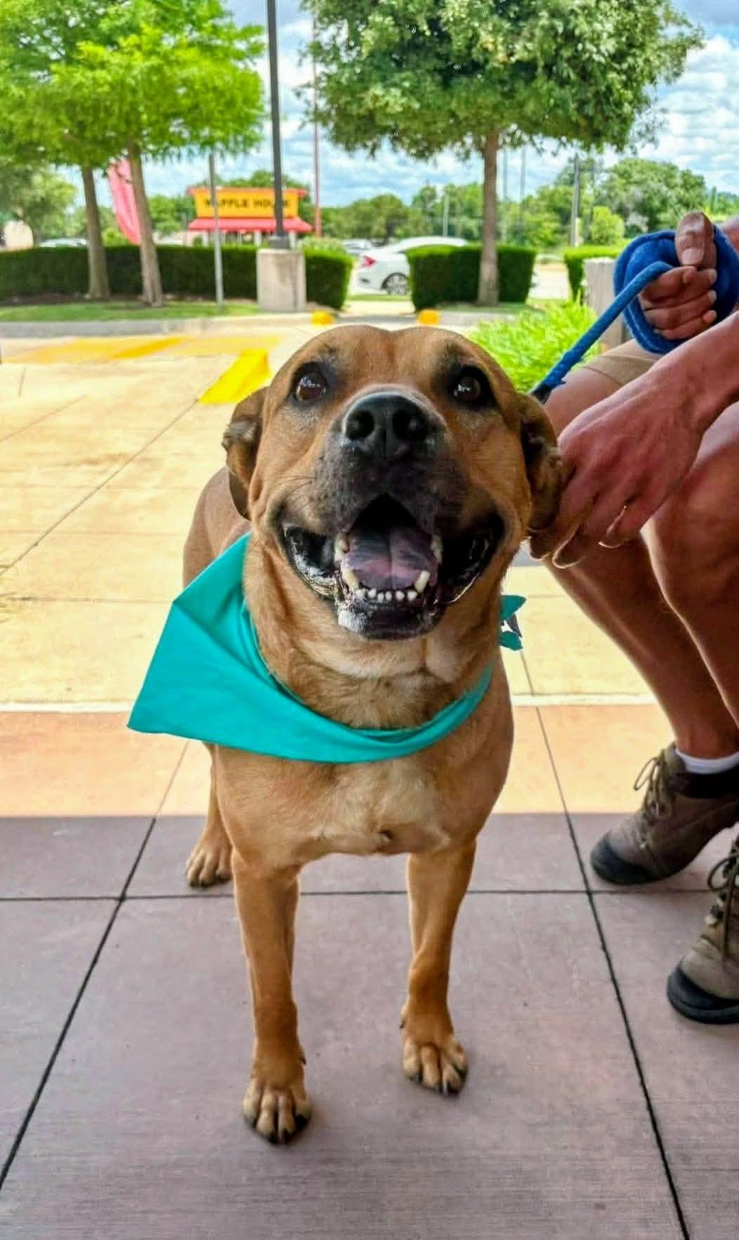 Percy , ADOPTABLE, Senior Male Chow Chow & American Staffordshire Terrier.