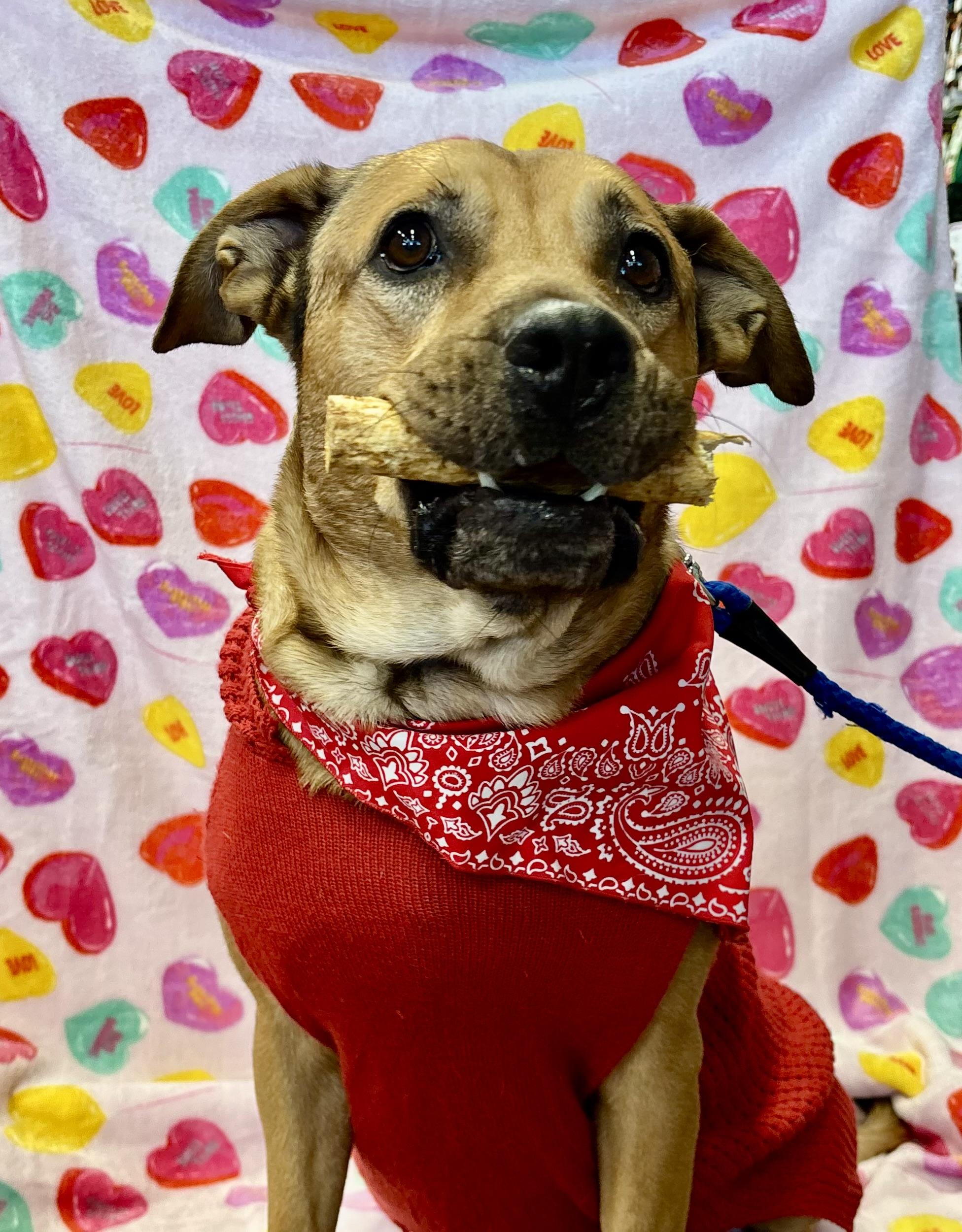 Enlarge Percy , a ADOPTABLE mixed breed in Benbrook, TX image 3/5