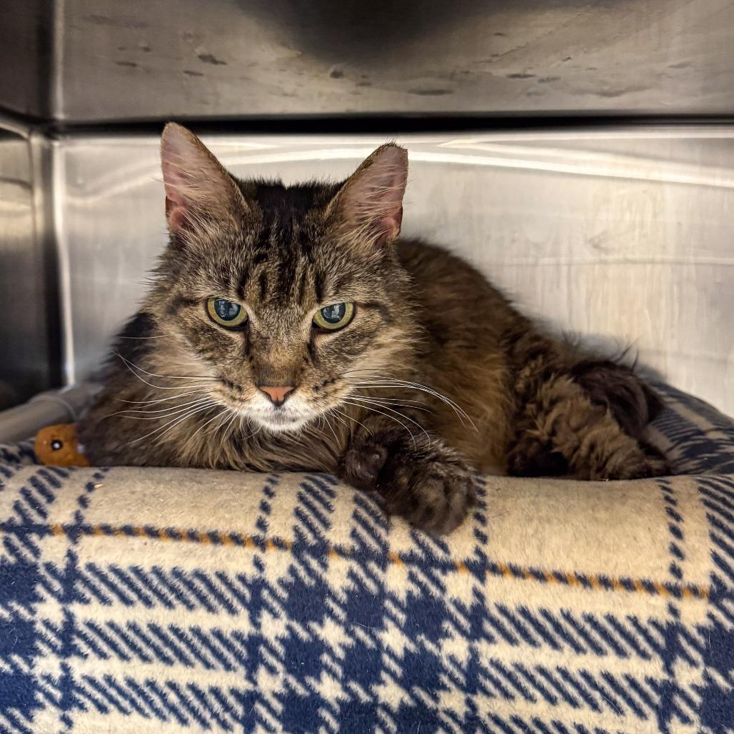 Topples, Adoptable, Senior Male Domestic Medium Hair.