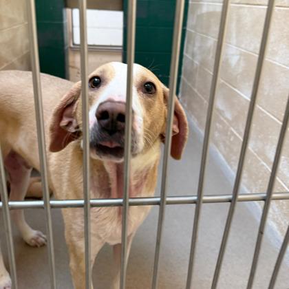 Johnny, a Adoptable mixed breed in Madison, WI image 1/3