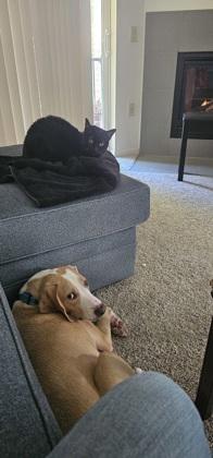 Johnny, a Adoptable mixed breed in Madison, WI image 2/3