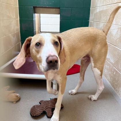 Johnny, a Adoptable mixed breed in Madison, WI image 3/3