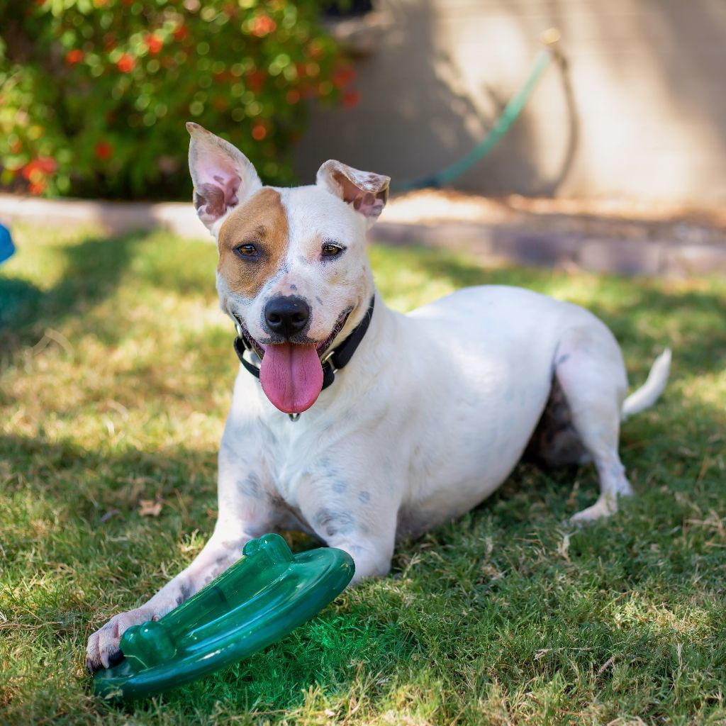 Enlarge Sally, a Adoptable mixed breed in Phoenix, AZ image 1/12