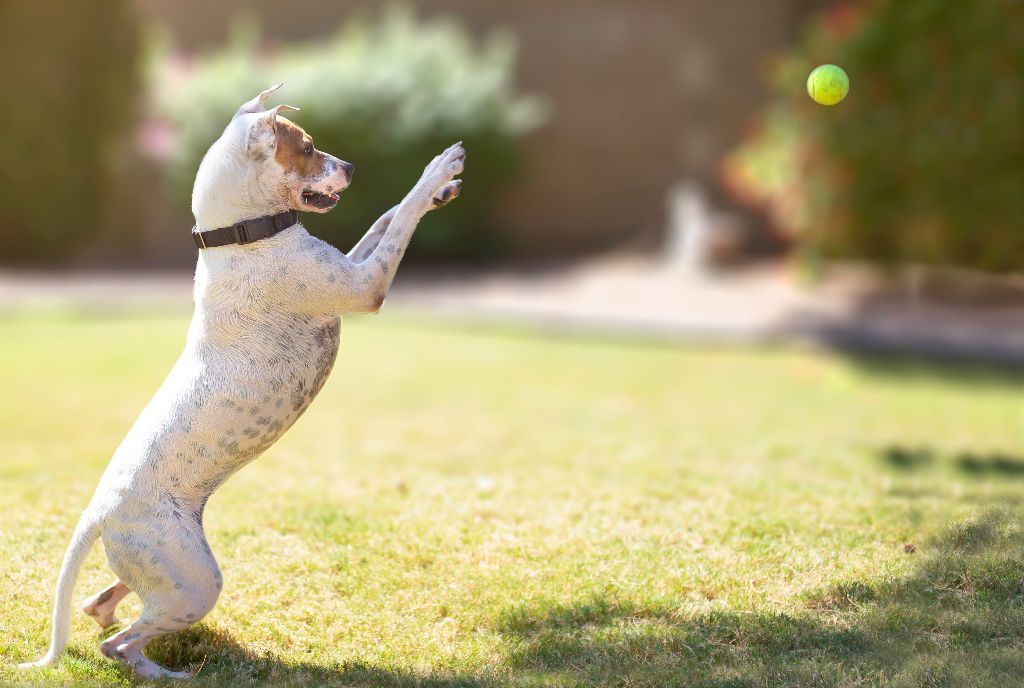 Enlarge Sally, a Adoptable mixed breed in Phoenix, AZ image 3/12