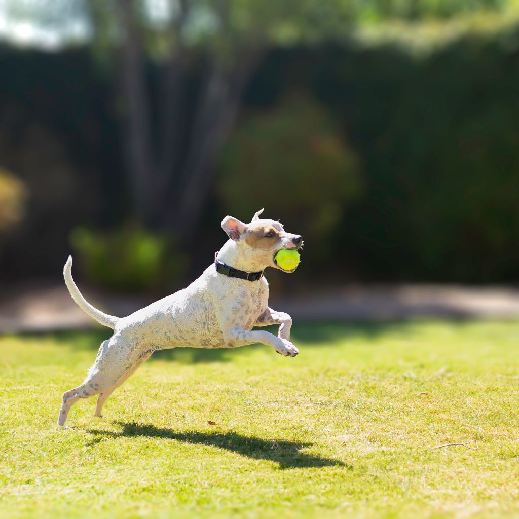 Enlarge Sally, a Adoptable mixed breed in Phoenix, AZ image 4/12