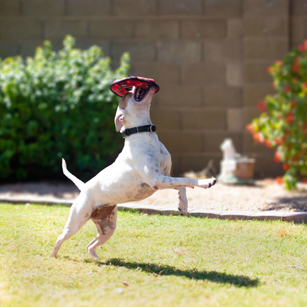 Enlarge Sally, a Adoptable mixed breed in Phoenix, AZ image 5/12