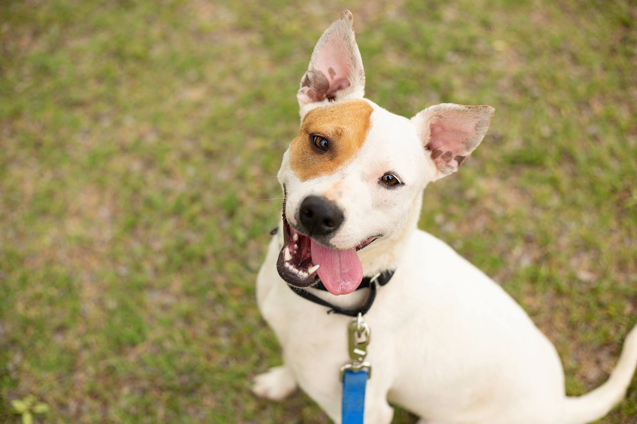 Enlarge Sally, a Adoptable mixed breed in Phoenix, AZ image 6/12