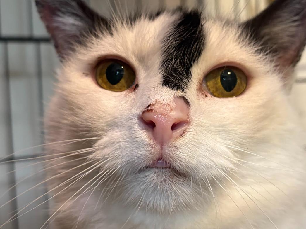 Paul, Adoptable, Adult Male Domestic Short Hair.