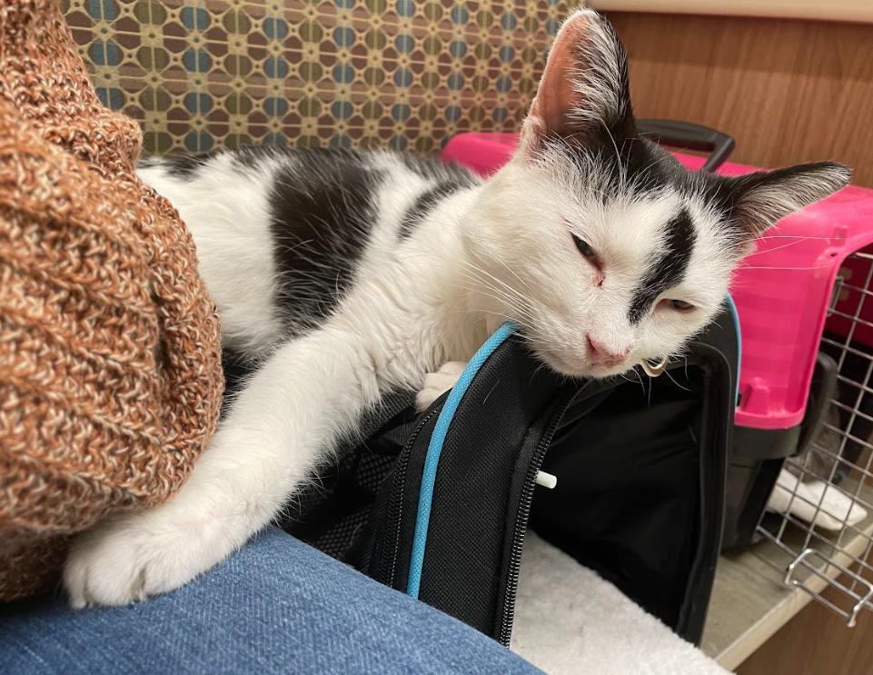 Enlarge Paul, a Adoptable Domestic Short Hair in Martinsburg, WV image 6/6