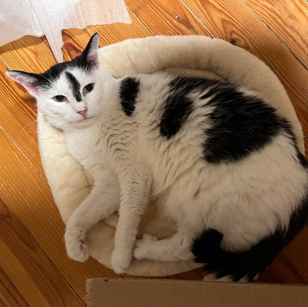 Enlarge Paul, a Adoptable Domestic Short Hair in Martinsburg, WV image 2/6