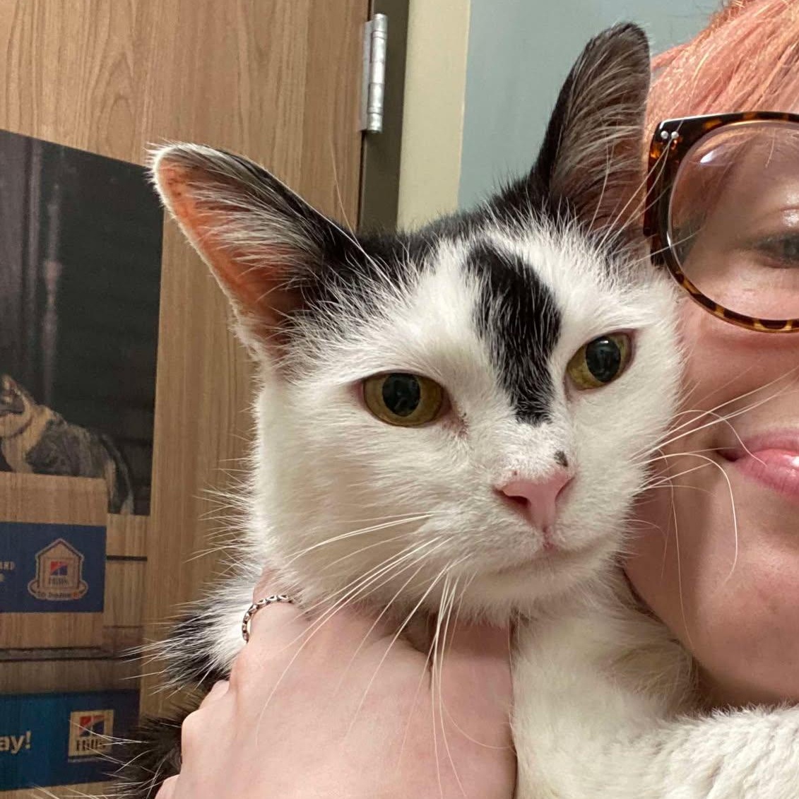 Enlarge Paul, a Adoptable Domestic Short Hair in Martinsburg, WV image 3/6