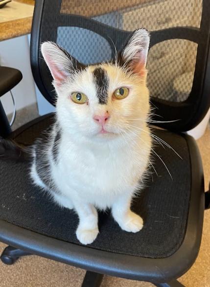 Enlarge Paul, a Adoptable Domestic Short Hair in Martinsburg, WV image 5/6