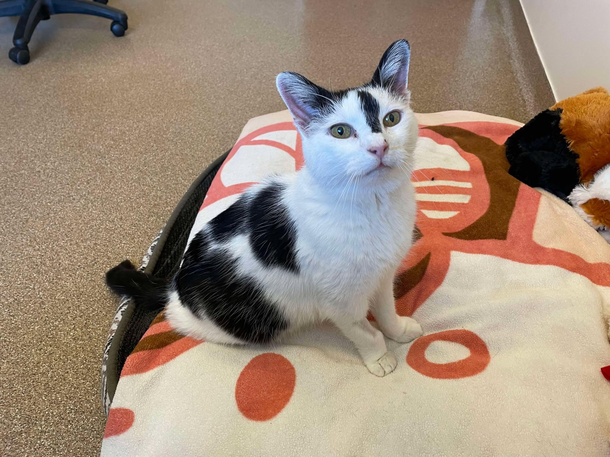 Enlarge Paul, a Adoptable Domestic Short Hair in Martinsburg, WV image 4/6