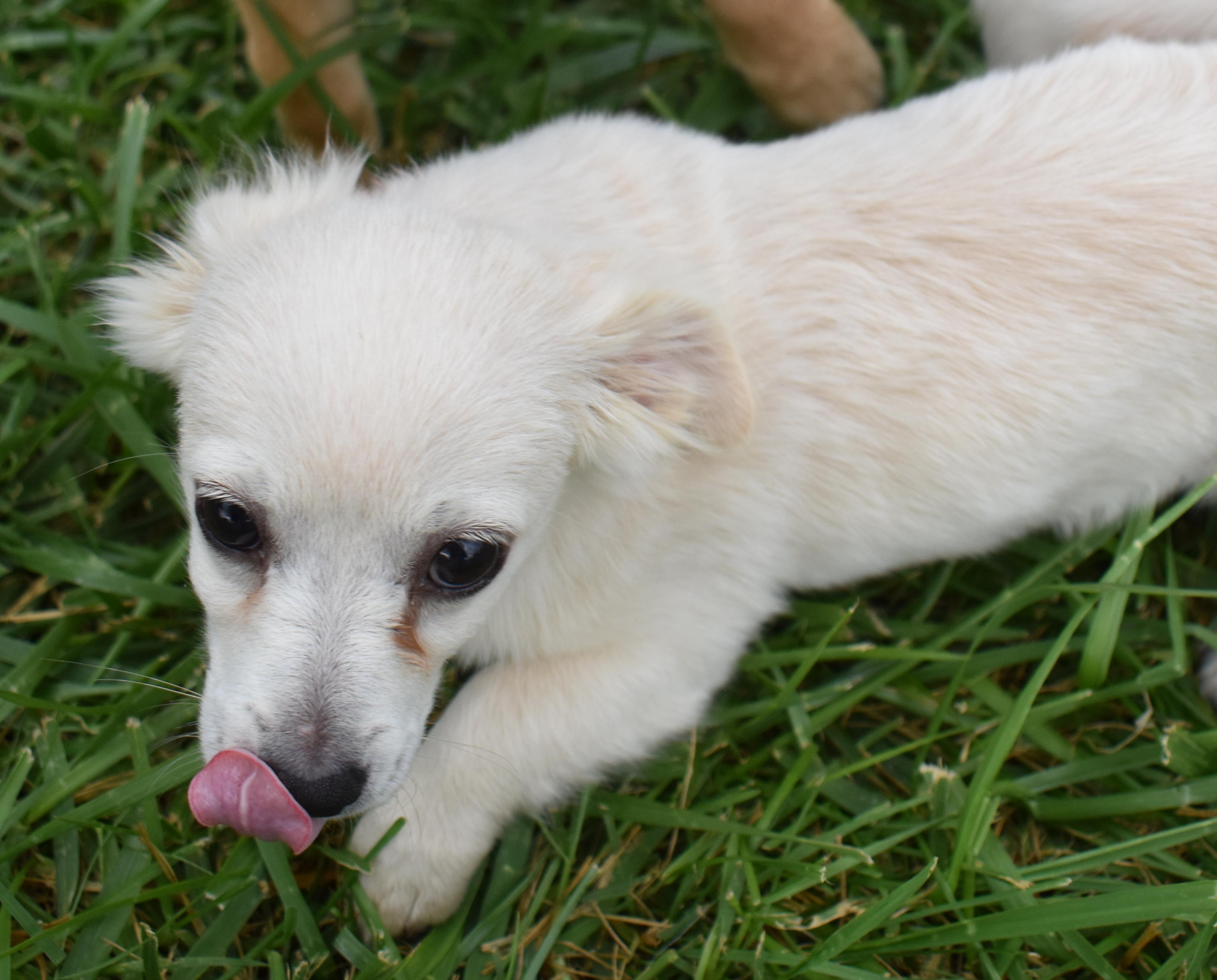 Minnow, a Adopted mixed breed in Pasco, WA image 1/5