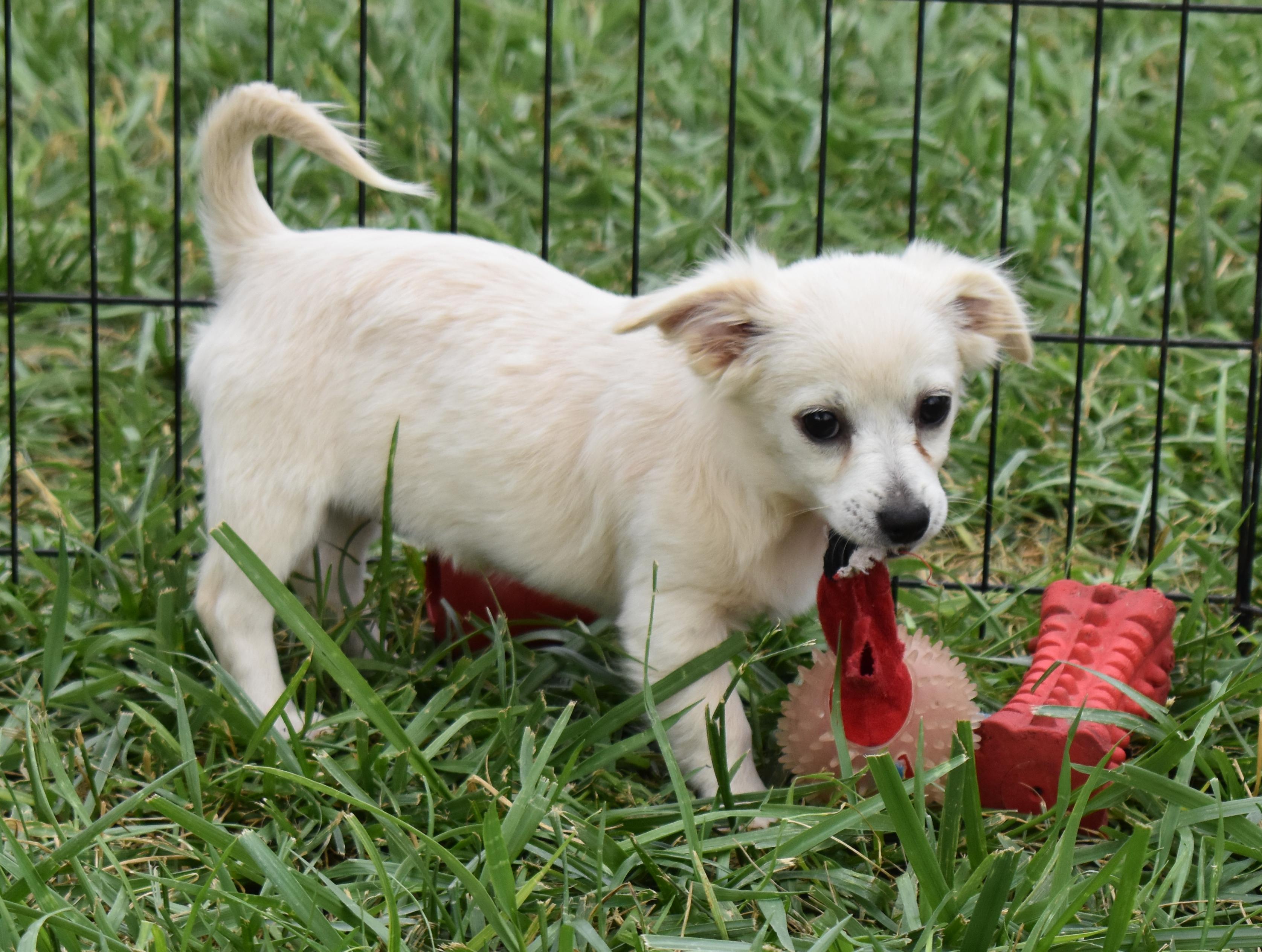 Minnow, a Adopted mixed breed in Pasco, WA image 5/5