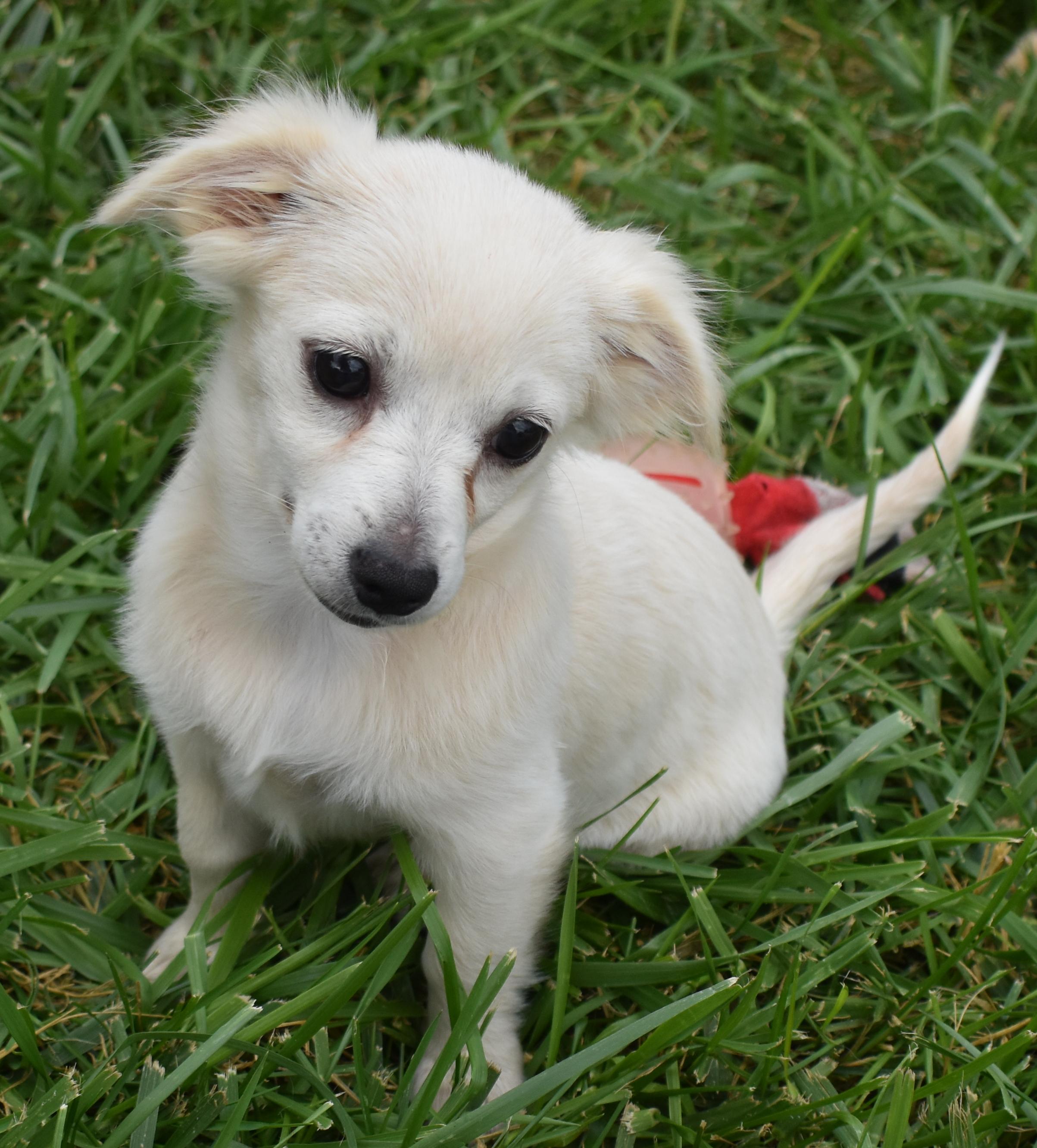 Minnow, a Adopted mixed breed in Pasco, WA image 2/5