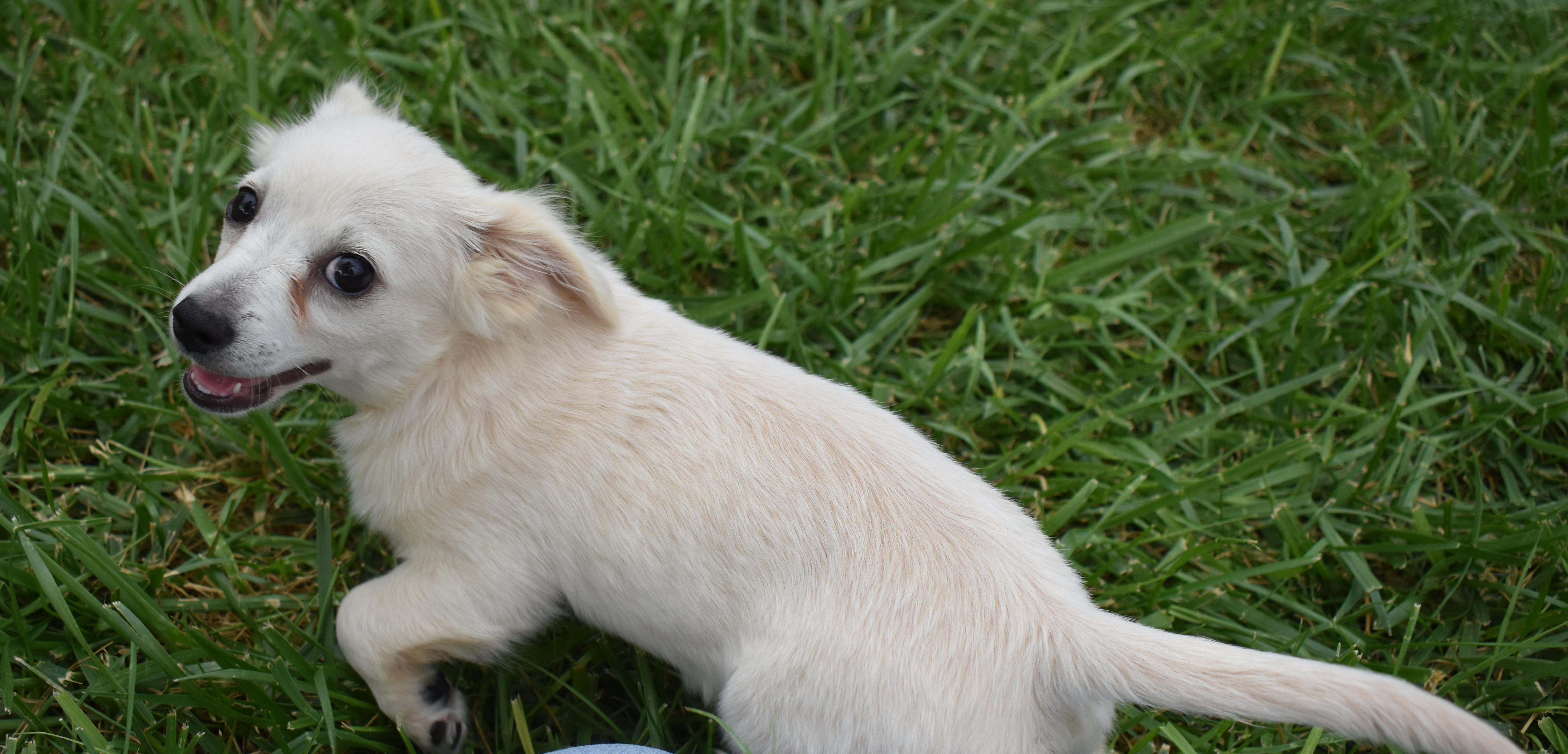 Minnow, a Adopted mixed breed in Pasco, WA image 3/5