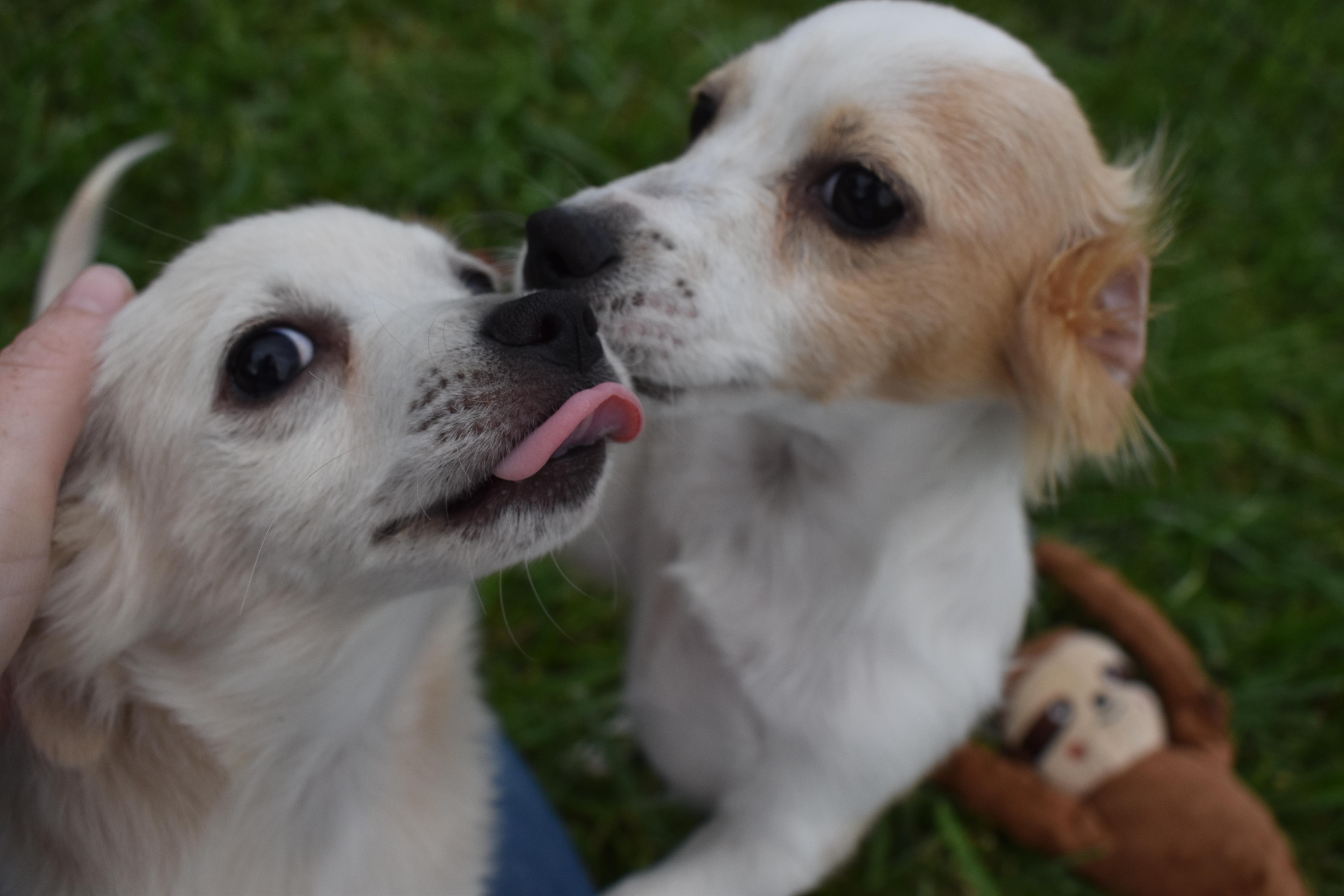 Minnow, a Adopted mixed breed in Pasco, WA image 4/5