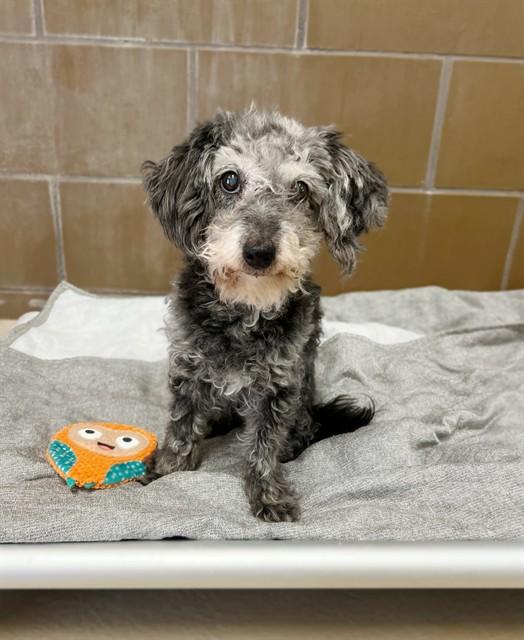 ROXY, Adoptable, Adult Female Poodle & Mixed Breed.
