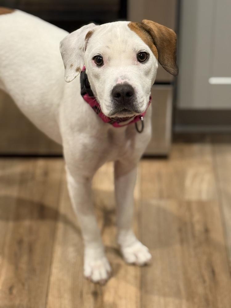 Wes, Adoptable, Adult Female Jack Russell Terrier & Pit Bull Terrier.