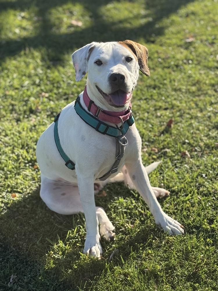 Enlarge Wes, a Adoptable mixed breed in Irwin, PA image 2/6