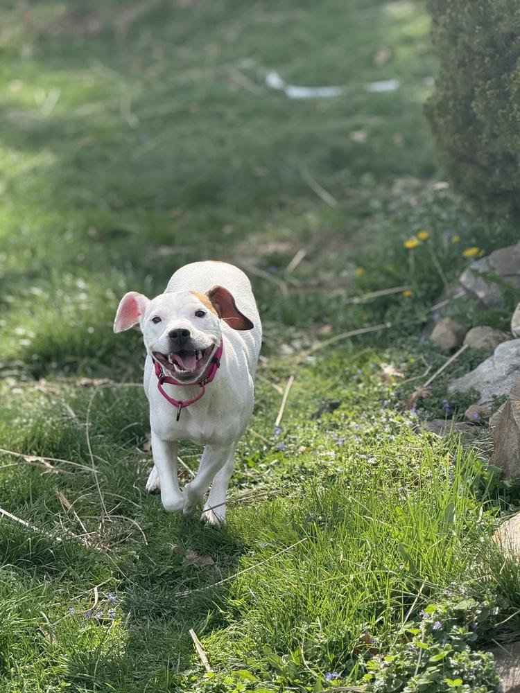 Enlarge Wes, a Adoptable mixed breed in Irwin, PA image 4/6