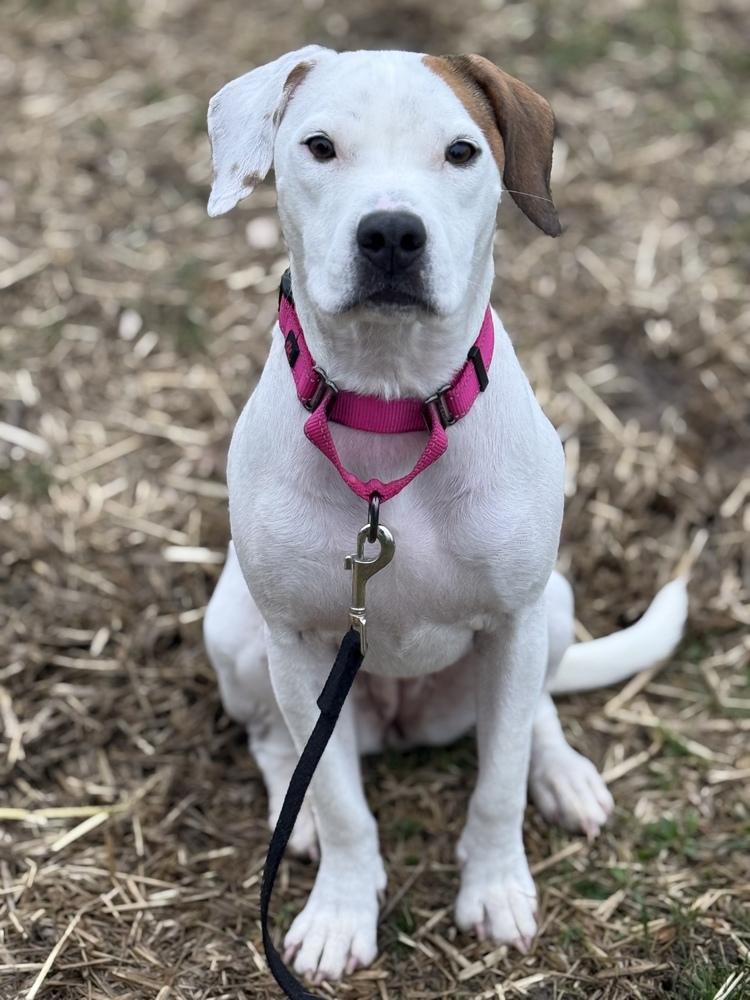 Enlarge Wes, a Adoptable mixed breed in Irwin, PA image 5/6