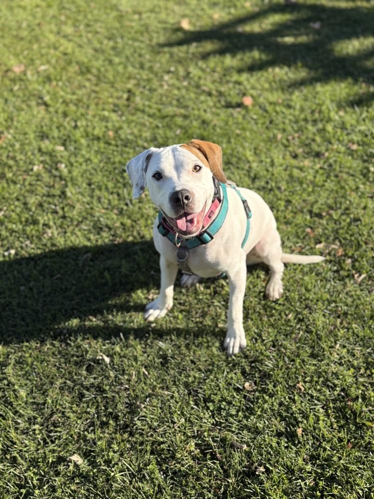Enlarge Wes, a Adoptable mixed breed in Irwin, PA image 6/6