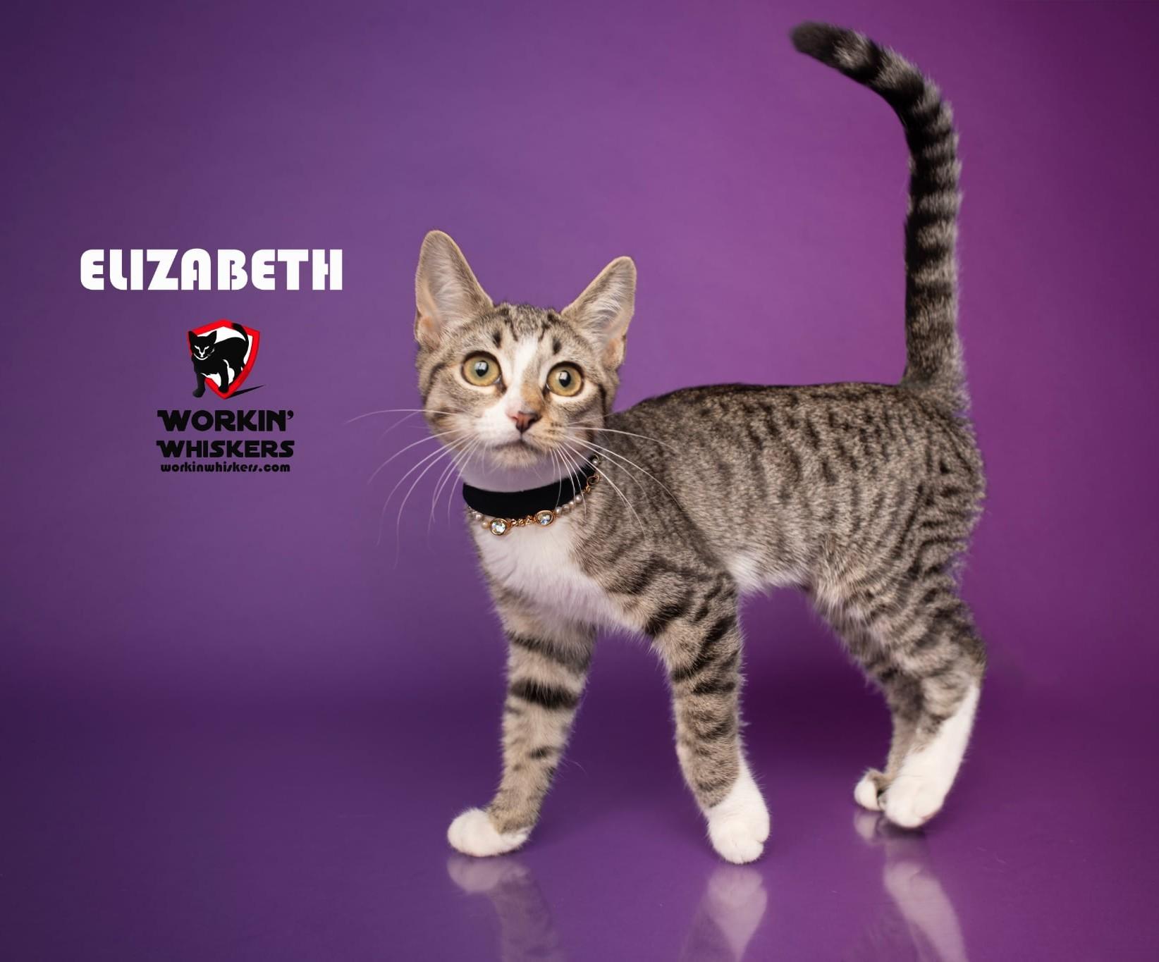 Enlarge ELIZABETH, a Adoptable mixed breed in Murrieta, CA image 1/2