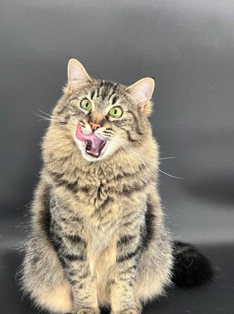 Jinx, ADOPTABLE, Adult • Female, Tabby & Siberian.