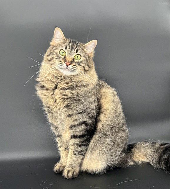 Enlarge Jinx, a Adoptable mixed breed in Walnut Creek, CA image 3/3