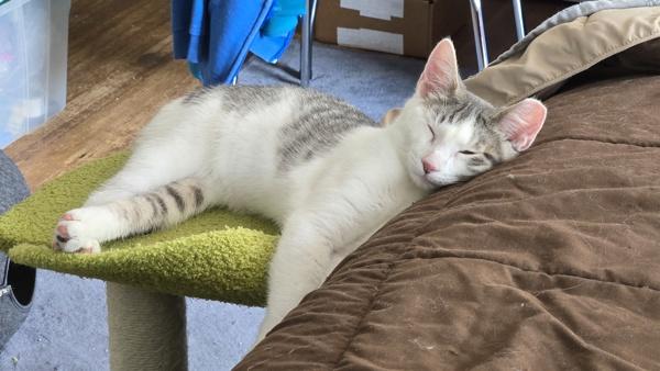 Solstice - Bonded W/ Gear, Adoptable, Kitten Male Domestic Short Hair.